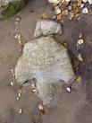 Dinosaur footprint cast on the - via Daymix