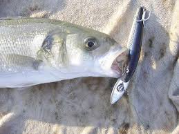 bass on lure