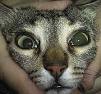 FeLV