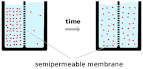 biologyofthecell - Diffusion and Transport