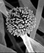 <b>Aspergillus oryzae</b>