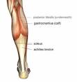 http://tptherapy.com/images/anatomy/calf-3.jpg