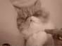 cat waking up