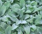 <b>Stachys</b> byzantina