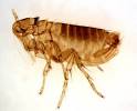 Top 10 Most Disgusting Parasites