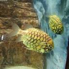 Pinecone fish Monocentris japonica (Houttuyn, 1782) Regnum:Animalia - via Daymix