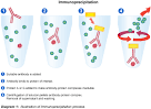 <b>Immunoprecipitation</b>