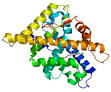 Androgen receptor - Wikipedia, the free encyclopedia