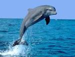 dolphin fish wallpapers - dolphin fish desktop wallpapers