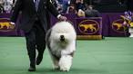 2015 Westminster Kennel Club Dog Show live stream - Zap2it | News.