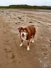 rare working sheep dog in - via Daymix