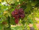 Crimson Seedless Table Grapes products, buy Crimson Seedless Table ...