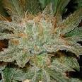 Cannabis Strains | Marijuana Strains| Medical Strains of Marijuana ...