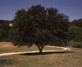 Texas Trees