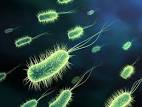 Inhibitory effects of enterococcus strains obtained from a ...