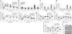 Insulin-sensitizing effects of dibenzazepine (GSI) treatment ...