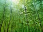 Nature Backgrounds | Forest Beautiful Nature Wallpapers