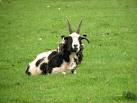 The breed is said to date back to biblical times when the Jewish patriarch, - via Daymix