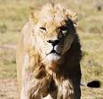 Drakenstein Lion Park
