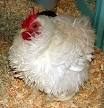Frizzle  chicken    Wikipedia the free encyclopedia