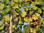 File:Grape-vine.JPG - Wikipedia, the free encyclopedia