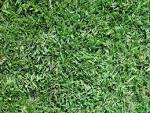 Buffalo grass texture - via Daymix
