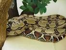 Surinam Red tailed Boa Constrictor