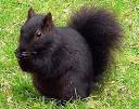 Black Squirrels | Stanley Park