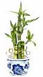 http://www.gardenersnet.com/artwork/bamboo.jpg