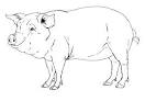 Pig coloring page