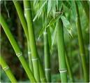 http://www.bambooandtikis.com/files/uploads/1/image/bamboo-plants.jpg