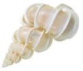 Shell: Animal Facts: Animal Planet