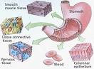 Cells and <b>tissues</b> that