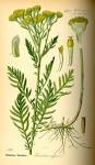 Rainfarn (<b>Tanacetum</b> vulgare)
