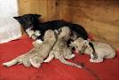 world's oddest animals