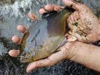Barred Perch