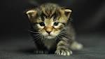 Kitty Cute Crawling Cute Little Kitty Cat Living Wallpaper ...