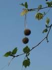 open in the spring releasing hairy seeds which can cause asthma attacks. - via Daymix