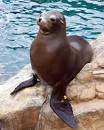 Harbor Seal. Habitat of Harbor Seals. Harbor Seal Pups.