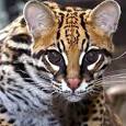 ocelot pronunciation