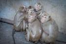 BUAV Investigation Reveals Heartbreaking Conditions at Monkey ...