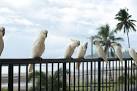 perching cackatoos - via Daymix