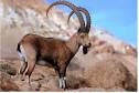ibex