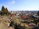 岡本梅林公園の梅が見頃・神戸の梅の名所 神戸市東灘区