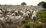 5 Cool-As-Heck Cattle Stampede Videos - Modern Farmer