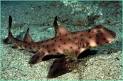 NOVA Online | Island of the Sharks | Horn shark
