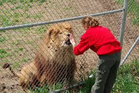 leu zoo brasov