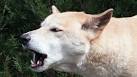 Three-year-old stalked, bitten by dingo | thetelegraph.