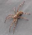 Brown Recluse Spider