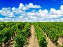 TLC Cooking "Ultimate Guide to the Bordeaux Wine Region"